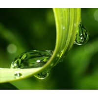 AS Creation XXL Nature 2011 GrassDewdrops2 0463-42 ,...