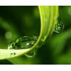 AS Creation XXL Nature 2011 GrassDewdrops2 0463-42 , 46342  3m x 2.5m Fototapete