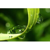 AS Creation XXL Nature 2011 GrassDewdrops2 0463-44 ,...