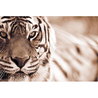 AS Creation XXL Nature 2011 Tiger 0464-23 , 46423  4m x 2.67m Fototapete