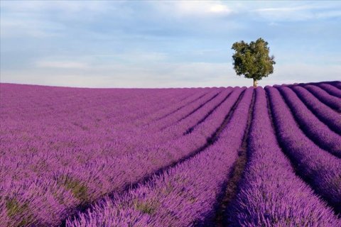 AS Creation XXL Nature 2011 Lavender field 0465-01 , 46501  2m x 1.33m Fototapete