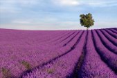 AS Creation XXL Nature 2011 Lavender field 0465-01 ,...