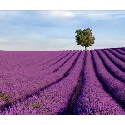 AS Creation XXL Nature 2011 Lavender field 0465-02 , 46502  3m x 2.5m Fototapete