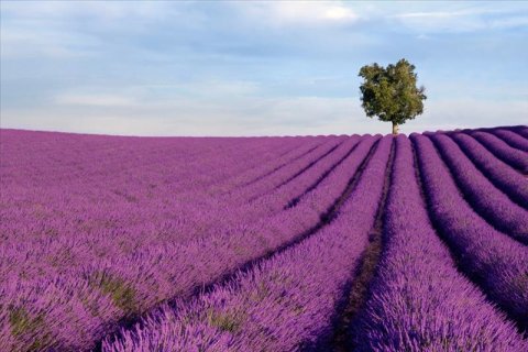 AS Creation XXL Nature 2011 Lavender field 0465-03 , 46503  4m x 2.67m Fototapete