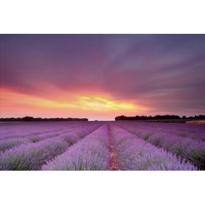 AS Creation XXL Nature 2011 Lavender field 0465-11 , 46511  2m x 1.33m Fototapete