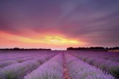 AS Creation XXL Nature 2011 Lavender field 0465-11 ,...
