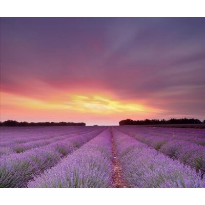 AS Creation XXL Nature 2011 Lavender field 0465-12 , 46512  3m x 2.5m Fototapete