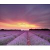 AS Creation XXL Nature 2011 Lavender field 0465-12 , 46512  3m x 2.5m Fototapete
