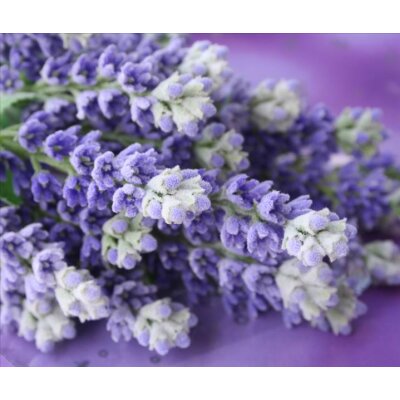 AS Creation XXL Nature 2011 Lavender bunch 0465-22 , 46522  3m x 2.5m Fototapete