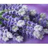 AS Creation XXL Nature 2011 Lavender bunch 0465-22 , 46522  3m x 2.5m Fototapete