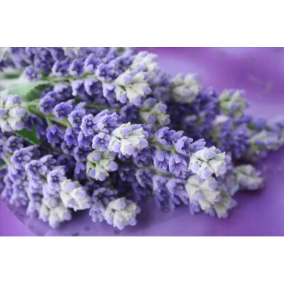 AS Creation XXL Nature 2011 Lavender bunch 0465-24 , 46524  5m x 3.33m Fototapete