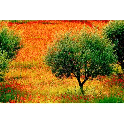 AS Creation XXL Nature 2011 Poppies 0465-34 , 46534  5m x 3.33m Fototapete