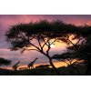 AS Creation XXL Nature 2011 GiraffeSunset1 0465-51 , 46551  2m x 1.33m Fototapete