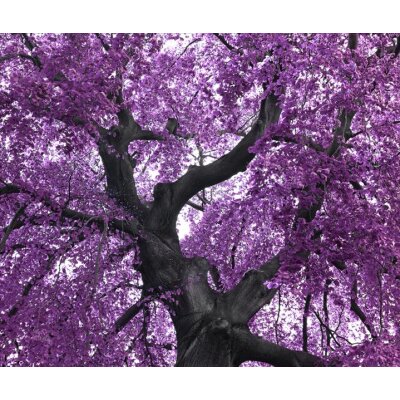 AS Creation XXL Nature 2011 Purple tree 0465-92 , 46592  3m x 2.5m Fototapete