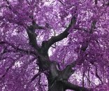 AS Creation XXL Nature 2011 Purple tree 0465-92 , 46592...