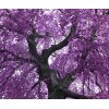 AS Creation XXL Nature 2011 Purple tree 0465-92 , 46592  3m x 2.5m Fototapete