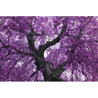 AS Creation XXL Nature 2011 Purple tree 0465-94 , 46594  5m x 3.33m Fototapete