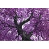 AS Creation XXL Nature 2011 Purple tree 0465-94 , 46594  5m x 3.33m Fototapete