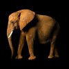 AS Creation AP Digital Elefant Side 4700-34.1 , 470034.1  3m x 2.50m Fototapete