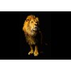 AS Creation AP Digital Lion 4700-37.1 , 470037.1  3m x 2.50m Fototapete