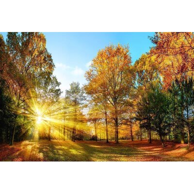 AS Creation XXL Wallpaper 3 Autumn Forest 1 Fototapete 2,00m x 1,33 m 476645-M