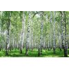 AS Creation XXL Wallpaper 3 Birch in Summer Fototapete 470640