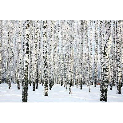 AS Creation XXL Wallpaper 3 Birch in Winter Fototapete 470652