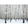 AS Creation XXL Wallpaper 3 Birch in Winter Fototapete 470652