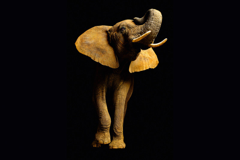 AS Creation Wallpaper Elephant XXL Front Fototapete 470681, 3 € 74,52