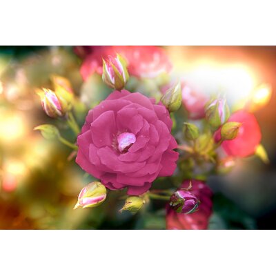 AS Creation XXL Wallpaper 3 Flower Detail Fototapete 470631