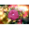 AS Creation XXL Wallpaper 3 Flower Detail Fototapete 470631