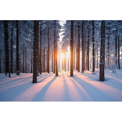 AS Creation XXL Wallpaper 3 Winter Forest Fototapete 470-641