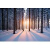AS Creation XXL Wallpaper 3 Winter Forest Fototapete 470-641