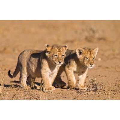 AS Creation XXL Wallpaper 3 Young Lions Fototapete 470-636
