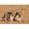 AS Creation XXL Wallpaper 3 Young Lions Fototapete 470-636
