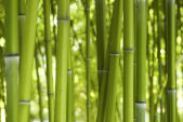 AS Creation XXL Wallpaper 2 Bamboo in Daylight Fototapete...