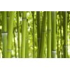 AS Creation XXL Wallpaper 2 Bamboo in Daylight Fototapete 470-322