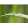 AS Creation XXL Wallpaper 2 Blade of Grass Fototapete 470-326