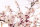 AS Creation XXL Wallpaper 2 Cherry Blossom Fototapete 470-327
