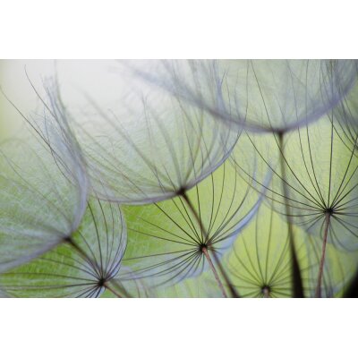 AS Creation XXL Wallpaper 2 dangelion Fototapete 470-324