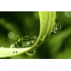 AS Creation XXL Wallpaper 2 Dewdrops on Gras Fototapete 470-323