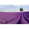 AS Creation XXL Wallpaper 2 Lavender Field Fototapete 470-299