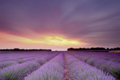 AS Creation XXL Wallpaper 2 Lavender Field AS Fototapete 470-300