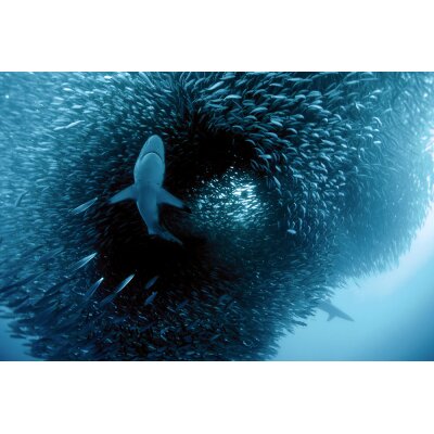 AS Creation XXL Wallpaper 2 Predator Fototapete 2,00m x 1,33 m Größe M 470-337