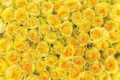 AS Creation XXL Wallpaper 2 Yellow Roses Fototapete 470-358