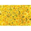 AS Creation XXL Wallpaper 2 Yellow Roses Fototapete 470-358