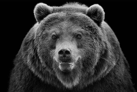 AS Creation AP Digital Angry Bear Fototapete Größe 5,00m x 3,33 m XXL 476-507