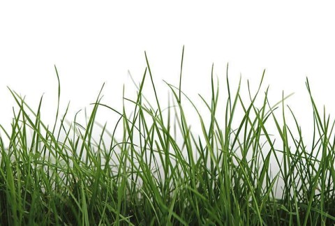 AS Creation AP Digital Green Grass Detail Fototapete Größe 5,00m x 3,33 m XXL 470-411