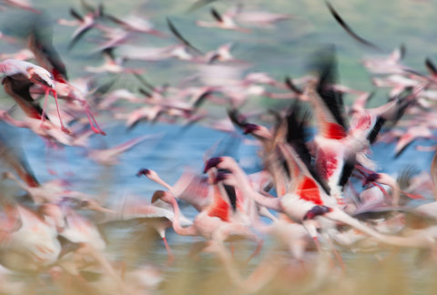 AS Creation AP Digital Kenya Flamingos Fototapete Größe 4,00m x 2,70 m  AP 470-500