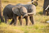 AS Creation AP Digital Kenya Little Elephants Fototapete...